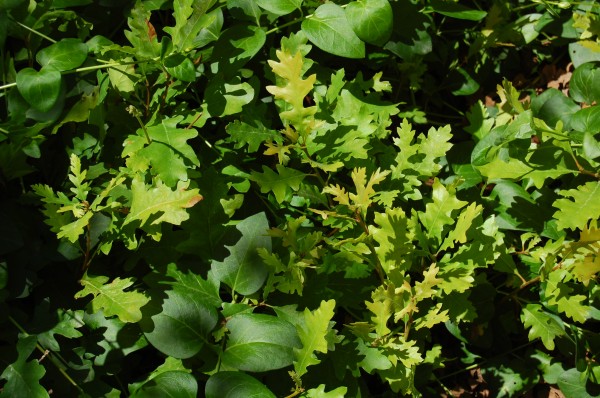 New Oak trees