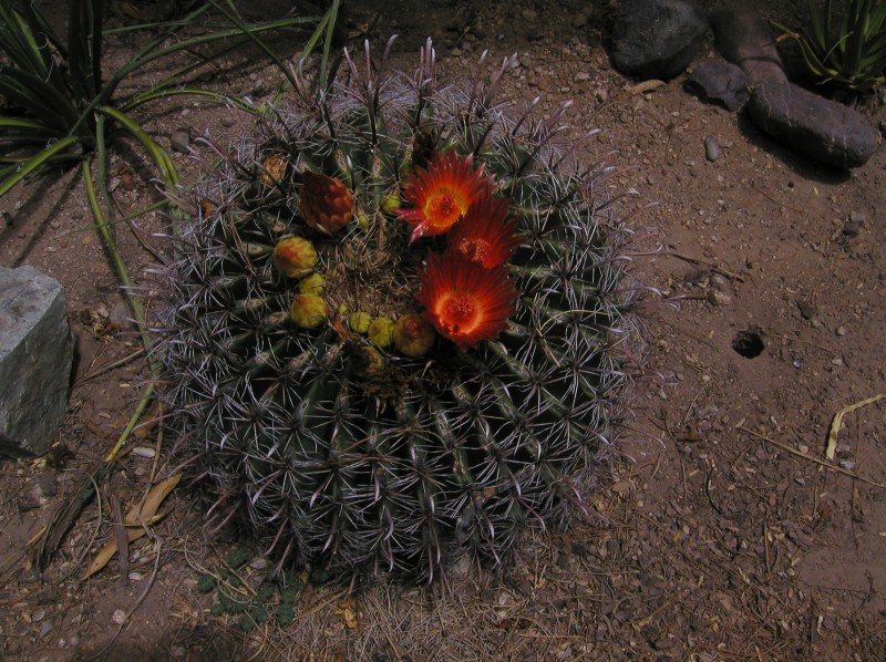 Agua Caliente 002