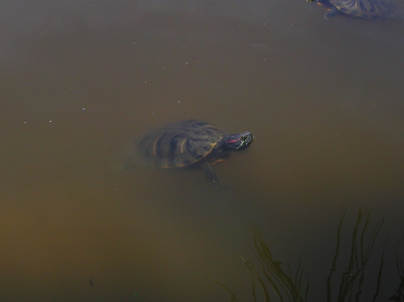 Agua Caliente 045
