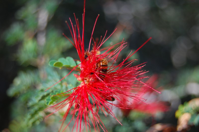 Desert Museum 034