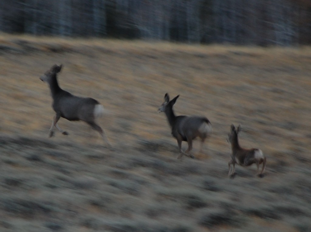 Run, Bambi, Run!