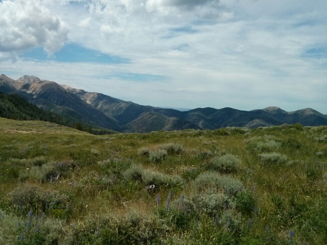 IMG_20140708_121109.jpg image