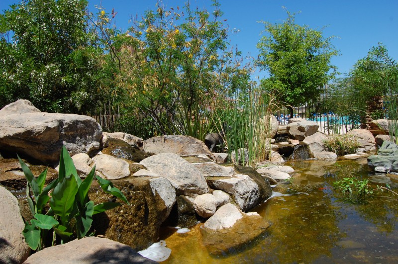 pond pictures 006.jpg